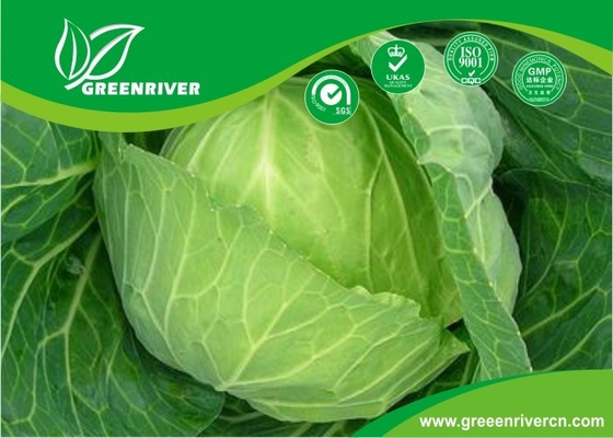 Semillas de repollo verdes orgánicas en Negro / Rojo, Certificación OC proveedor 