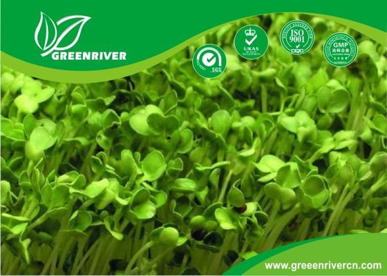 organnic Radish sprouts seeds with ISO9001-2000 approvals , Green Black Yellow