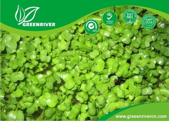 organnic Radish sprouts seeds with ISO9001-2000 approvals , Green Black Yellow