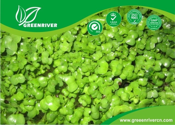 semillas orgánicas de rábanos con certificación ISO9001-2000, Verde Negro Amarillo proveedor 