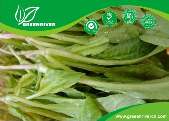 semillas orgánicas de rábanos con certificación ISO9001-2000, Verde Negro Amarillo proveedor 