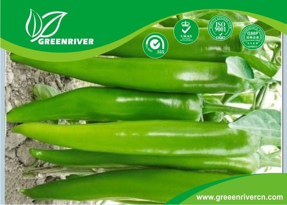 Tipo híbrido Semillas de pimienta verde F1 Fruto, 20-23 cm de largo proveedor 
