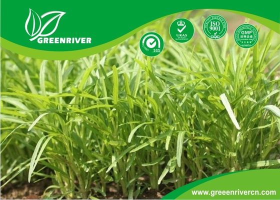 Yellow Green lance leaf water spinach seeds in Prostrate type