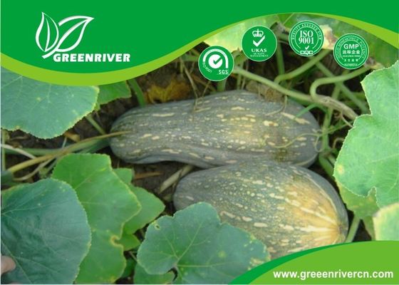 Yellow organnic Chinese pumpkin seeds ISO9001-2000 Certificate